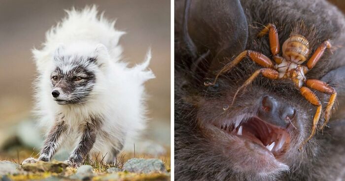 “Looks Just Like The Pringles Man”: 100 Weird And Wonderful Animals You Might Not Know About