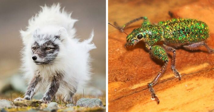 “Looks Just Like The Pringles Man”: 100 Weird And Wonderful Animals You Might Not Know About