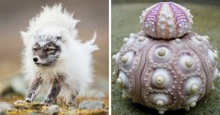 “Looks Just Like The Pringles Man”: 100 Weird And Wonderful Animals You Might Not Know About