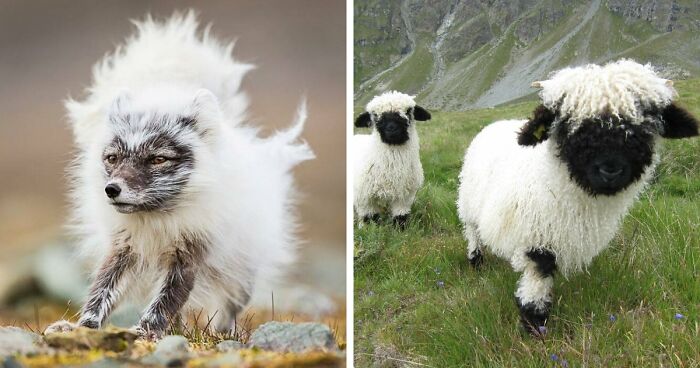 “Looks Just Like The Pringles Man”: 100 Weird And Wonderful Animals You Might Not Know About