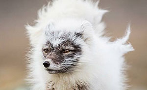 “Looks Just Like The Pringles Man”: 100 Weird And Wonderful Animals You Might Not Know About