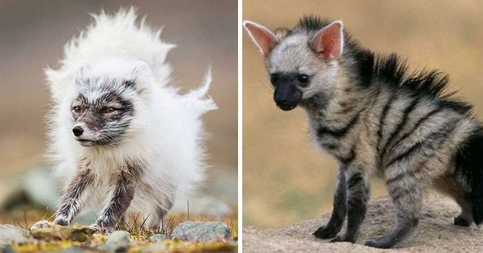 “Looks Just Like The Pringles Man”: 100 Weird And Wonderful Animals You Might Not Know About