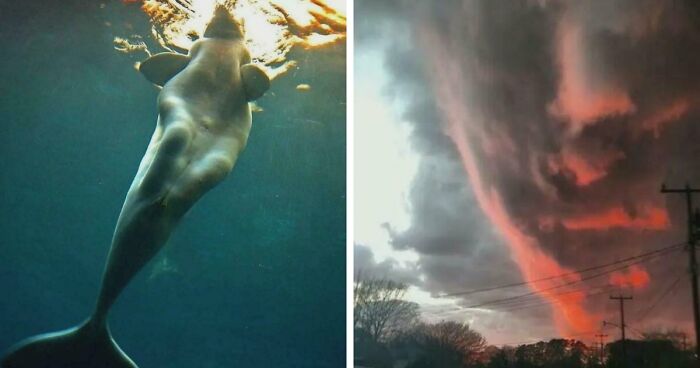These 78 People Captured Visual Gold That They Just Had To Share With The Internet (New Pics)
