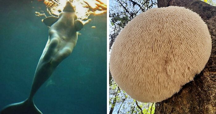 These 78 People Captured Visual Gold That They Just Had To Share With The Internet (New Pics)