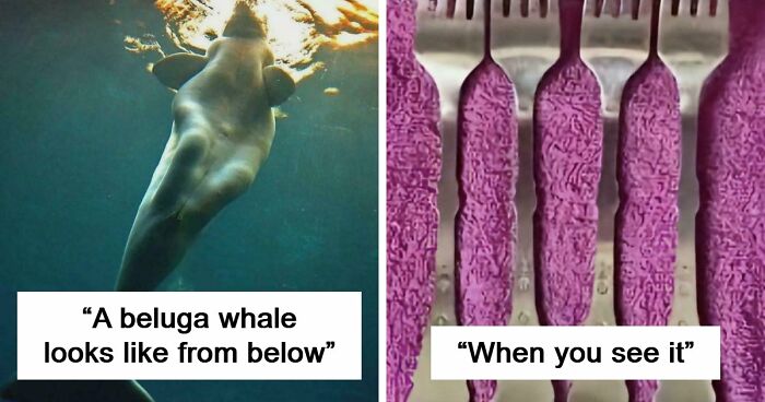 These 78 People Captured Visual Gold That They Just Had To Share With The Internet (New Pics)