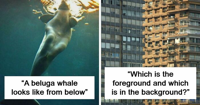 These 78 People Captured Visual Gold That They Just Had To Share With The Internet (New Pics)