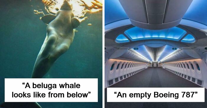 These 78 People Captured Visual Gold That They Just Had To Share With The Internet (New Pics)