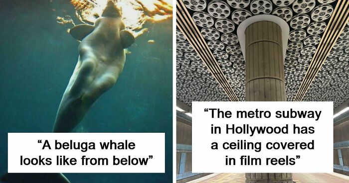 These 78 People Captured Visual Gold That They Just Had To Share With The Internet (New Pics)