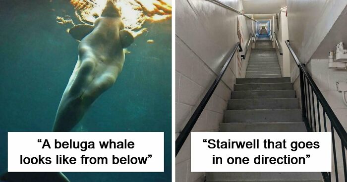 These 78 People Captured Visual Gold That They Just Had To Share With The Internet (New Pics)