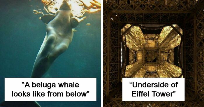 These 78 People Captured Visual Gold That They Just Had To Share With The Internet (New Pics)