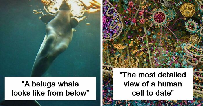 These 78 People Captured Visual Gold That They Just Had To Share With The Internet (New Pics)