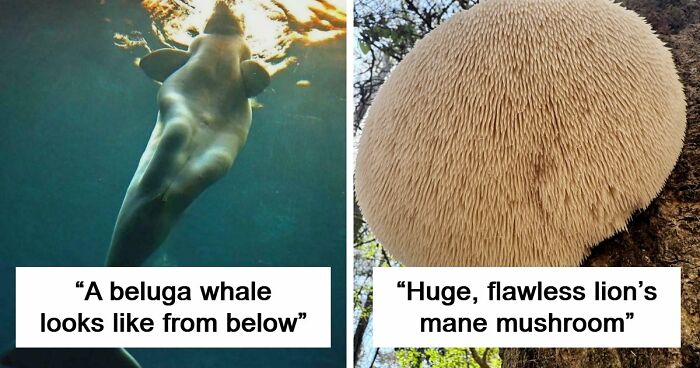 These 78 People Captured Visual Gold That They Just Had To Share With The Internet (New Pics)