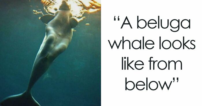 These 78 People Captured Visual Gold That They Just Had To Share With The Internet (New Pics)