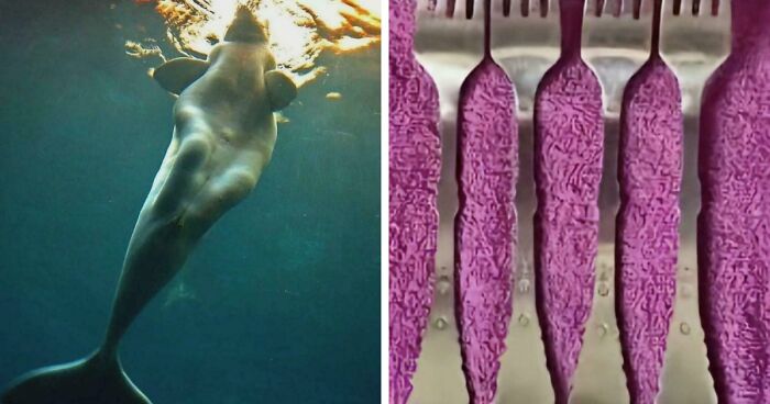 These 78 People Captured Visual Gold That They Just Had To Share With The Internet (New Pics)