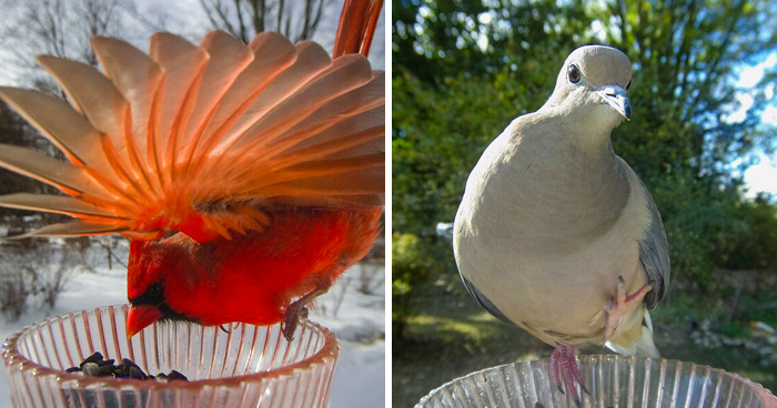 Woman Sets Up A Feeder Cam In Her Yard And The Photos Are Extraordinary (30 New Pics)