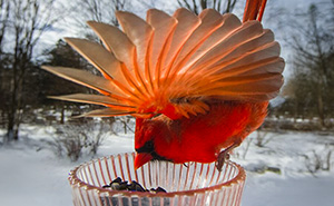 Woman Sets Up A Feeder Cam In Her Yard And The Photos Are Extraordinary (30 New Pics)