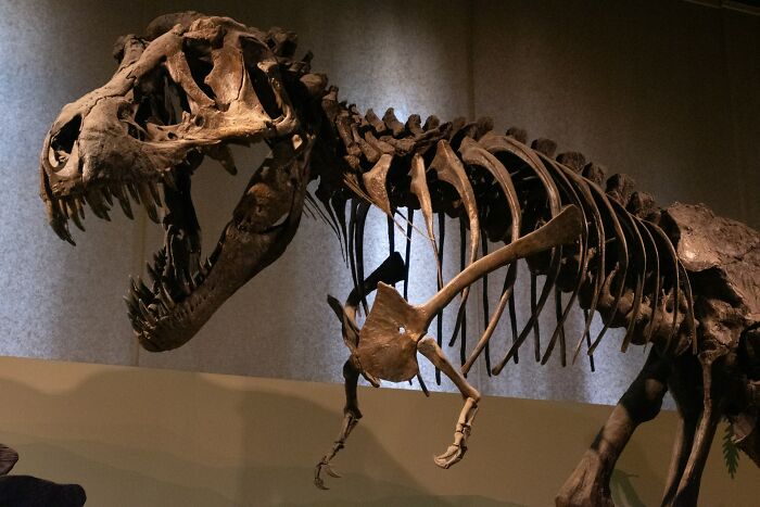 Dinosaur skeleton mounted in a museum exhibit with detailed bones visible