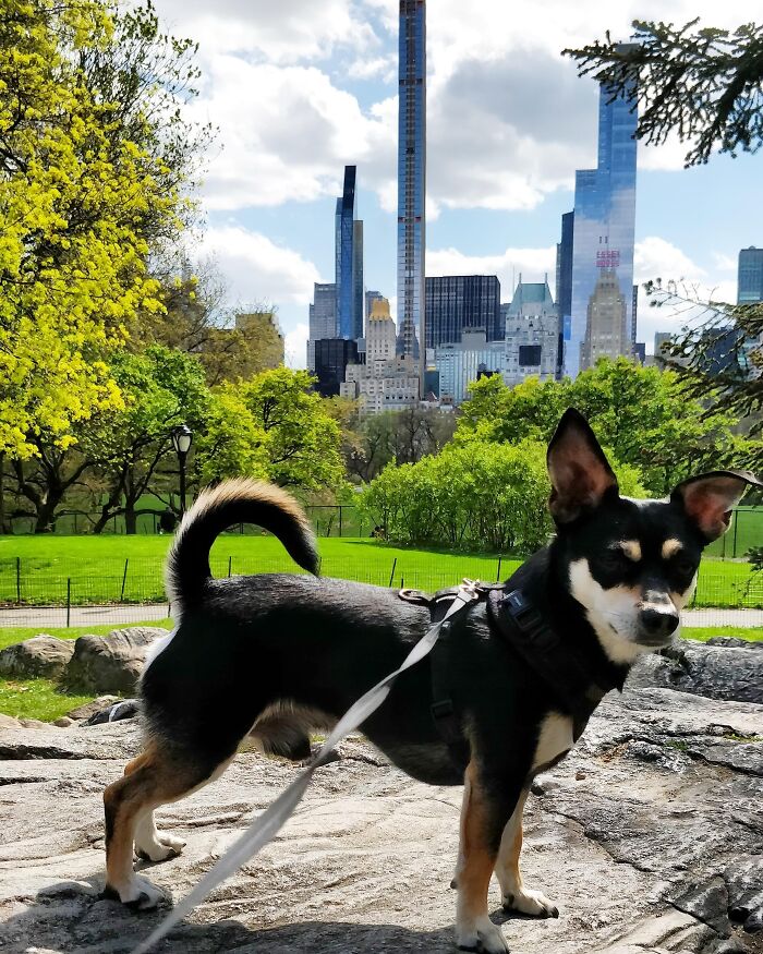Dog on leash standing on rock with city skyline in background in rare moment photo