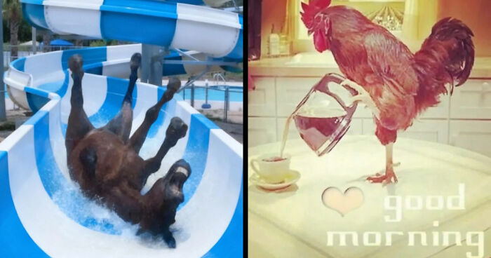 89 Random Images That Make Absolutely No Sense And Are Weird As Hell