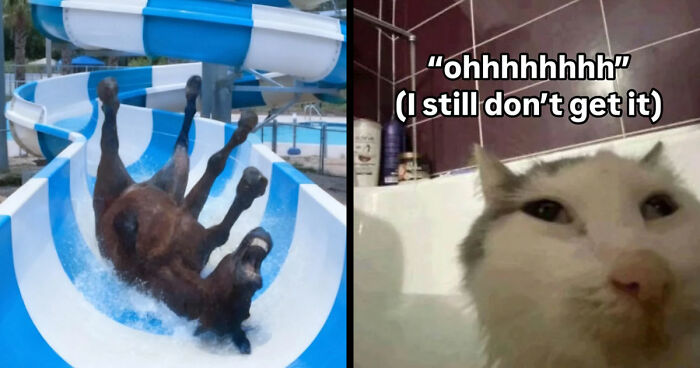 89 Random Images That Make Absolutely No Sense And Are Weird As Hell