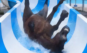 89 Random Images That Make Absolutely No Sense And Are Weird As Hell