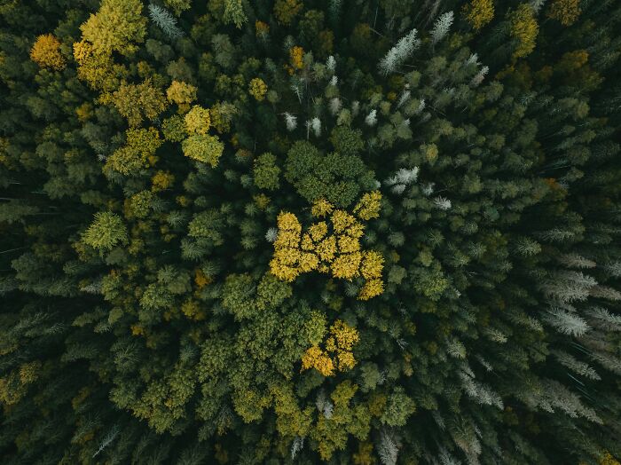 An aerial view of a dense forest with a mix of dark green, lighter green, and vibrant yellow treetops. Scientific facts about nature.