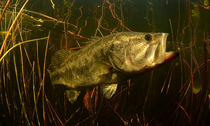 Large fish swimming underwater among aquatic plants shocking facts