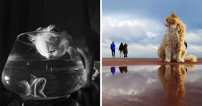 This Turkish Photographer Captures Street Cats In Perfectly Timed Moments (29 Pics)