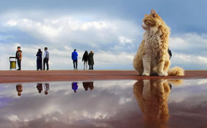 This Turkish Photographer Captures Street Cats In Perfectly Timed Moments (29 Pics)