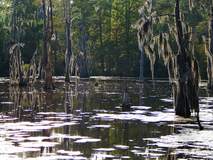 A tranquil swamp with cypress trees draped in Spanish moss, symbolizing US states glorified in movies.