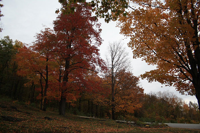 Vibrant autumn foliage displaying red and orange trees against a grey sky, a beautiful scene in many US States.