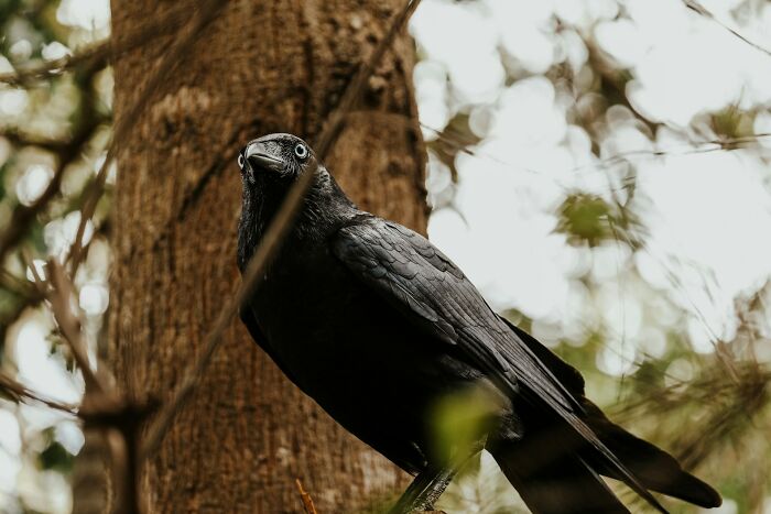 A dark crow with bright eyes perches in a tree, looking intently forward. Crows hold a grudge, a scientific fact.