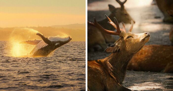 83 Satisfying Pictures That Feel Like A Gentle Reset Button For Your Day