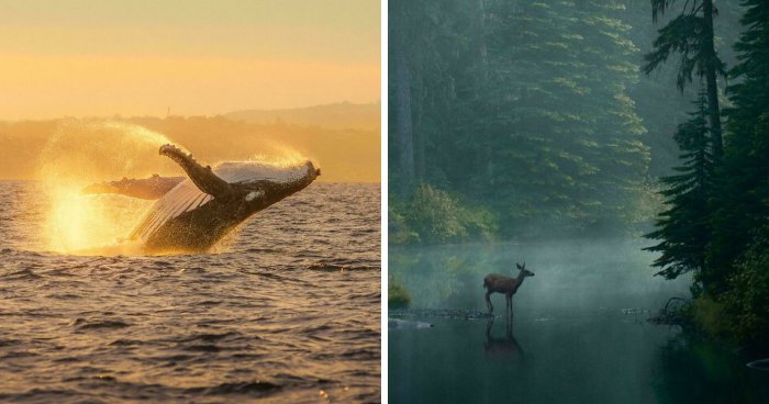 83 Satisfying Pictures That Feel Like A Gentle Reset Button For Your Day