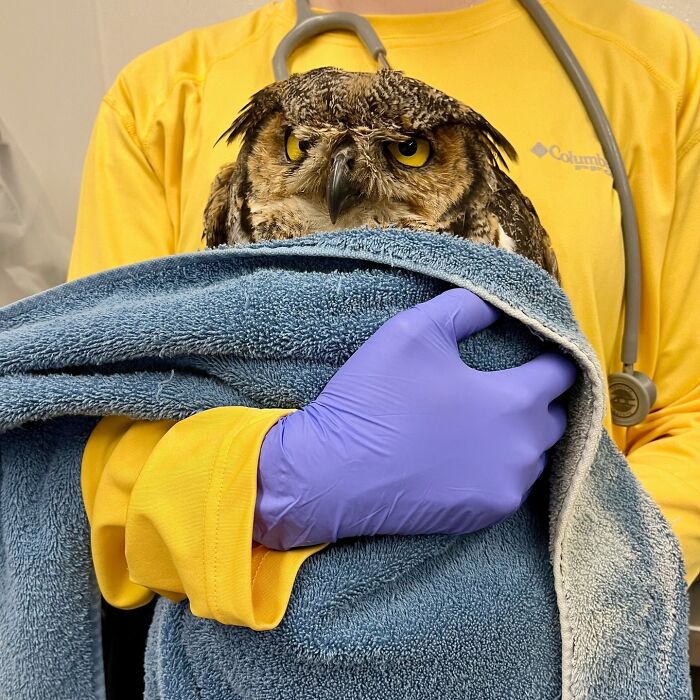 People Can’t Stop Smiling At These Adorably Wrapped Rescue Owls From A Wildlife Rehabilitation Center (40 New Pics)