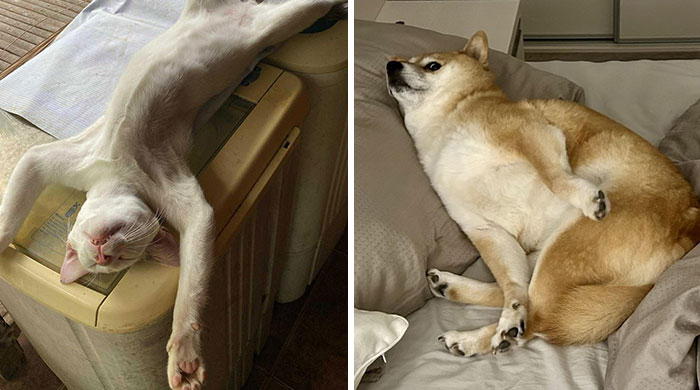 51 Funny Pets Who Clearly Missed The Memo On How To Sit, Stand, Or Exist Normally