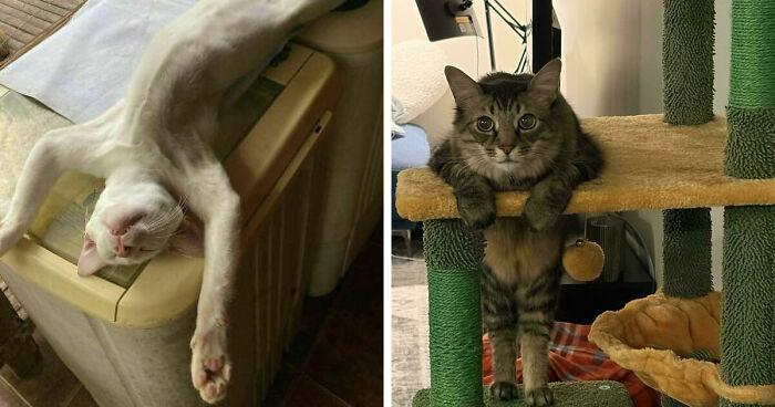 51 Funny Pets Who Clearly Missed The Memo On How To Sit, Stand, Or Exist Normally