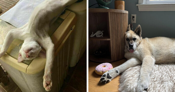 51 Funny Pets Who Clearly Missed The Memo On How To Sit, Stand, Or Exist Normally