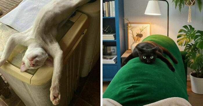 51 Funny Pets Who Clearly Missed The Memo On How To Sit, Stand, Or Exist Normally
