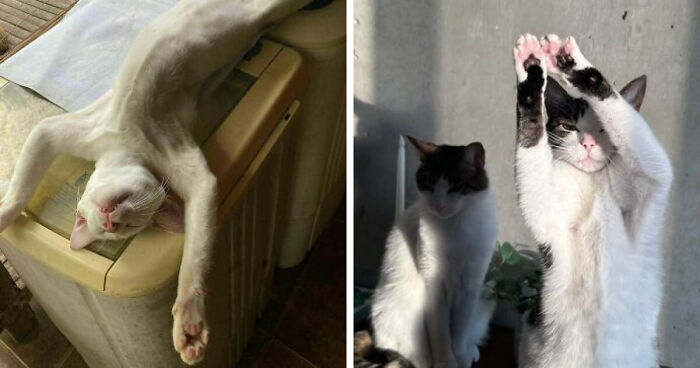 51 Funny Pets Who Clearly Missed The Memo On How To Sit, Stand, Or Exist Normally