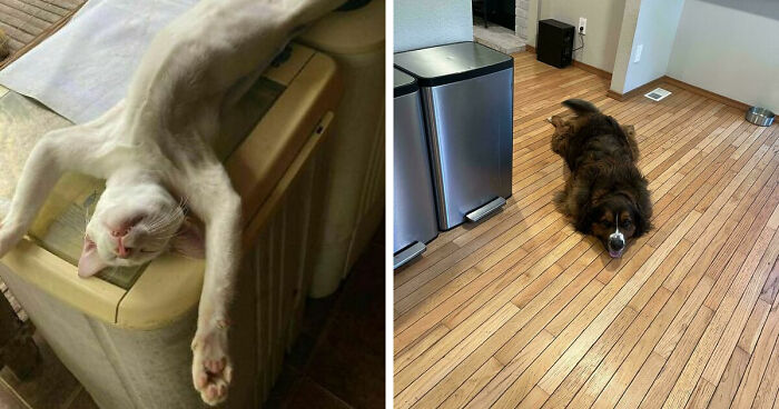 51 Funny Pets Who Clearly Missed The Memo On How To Sit, Stand, Or Exist Normally