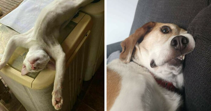 51 Funny Pets Who Clearly Missed The Memo On How To Sit, Stand, Or Exist Normally