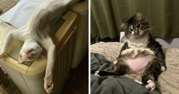 51 Funny Pets Who Clearly Missed The Memo On How To Sit, Stand, Or Exist Normally