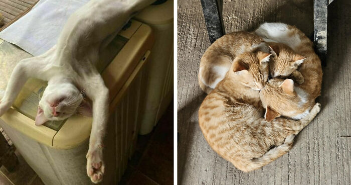 51 Funny Pets Who Clearly Missed The Memo On How To Sit, Stand, Or Exist Normally