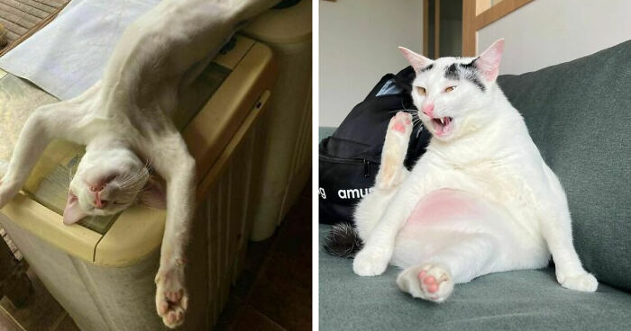 51 Funny Pets Who Clearly Missed The Memo On How To Sit, Stand, Or Exist Normally