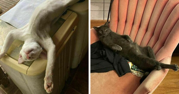 51 Funny Pets Who Clearly Missed The Memo On How To Sit, Stand, Or Exist Normally