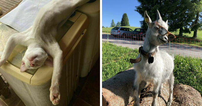51 Funny Pets Who Clearly Missed The Memo On How To Sit, Stand, Or Exist Normally