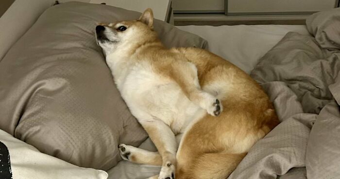 51 Funny Pets Who Clearly Missed The Memo On How To Sit, Stand, Or Exist Normally