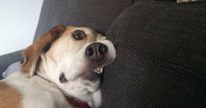 51 Funny Pets Who Clearly Missed The Memo On How To Sit, Stand, Or Exist Normally