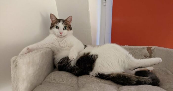 51 Funny Pets Who Clearly Missed The Memo On How To Sit, Stand, Or Exist Normally